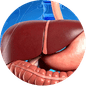 Sel Liver